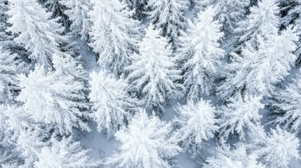 Aerial view of snow-covered evergreen trees in a winter landscape.
