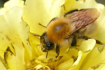 Bumblebee on a flower macro. Bumblebee collects flower nectar