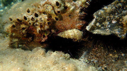 Seashell of common cerith or European cerith (Cerithium vulgatum) undersea, Aegean Sea, Greece, Halkidiki, Kakoudia beach