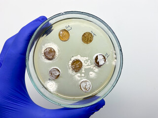 Blocks of bacterial colonies in a petri dish, studying the interaction of bacteria.