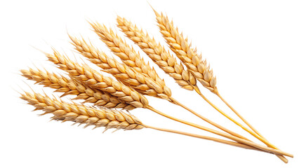 A small cluster of wheat heads bound together, their golden hues contrasting sharply against the background, representing a rich harvest, against on a transparent background
