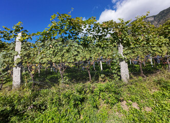 wine production in Canton Ticino, Switzerland