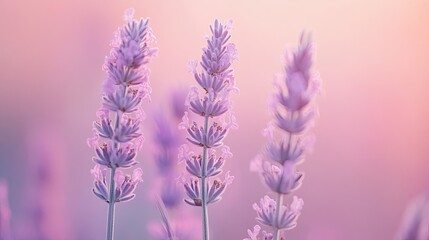 Naklejka premium Close-up of Lavender Flowers in a Field at Sunset