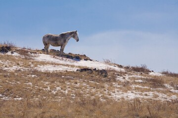 A beautiful horse in nature landscape.