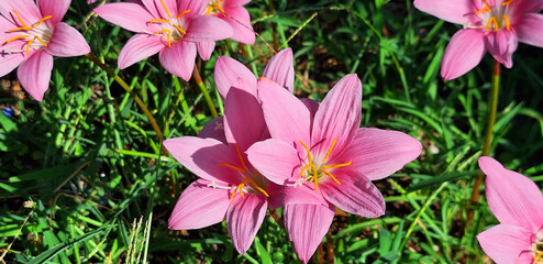 Pink zephyranthes flowers bloom in a meadow in the sun. Panorama.