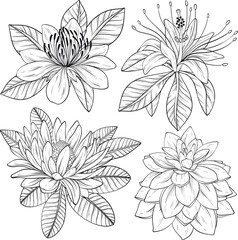 Tropical flowers and leaves. Vector exotic set, floral elements isolated, Black and white