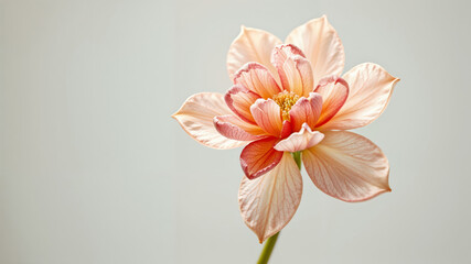 Obraz premium Exquisite Pink Flower Arrangement on Soft White Background