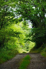 Dirt road with green leafy vegetation.

