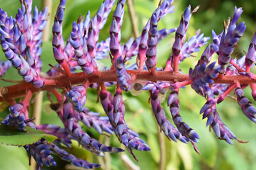 Fendler's Aechmea Aechmea fendleri blue and red flower closeup