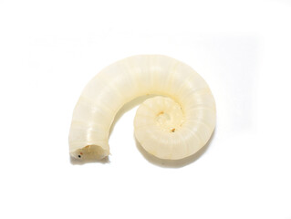 The internal shell from the squid-like mollusk Spiral spirula isolated on white background