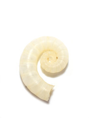 The internal shell from the squid-like mollusk Spiral spirula isolated on white background