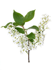 Close up on bird cherry tree Prunus padus white flowers isolated