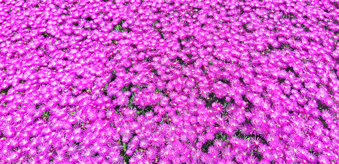 Obraz premium Panorama of violet flower Carpobrotus or Delosperma.