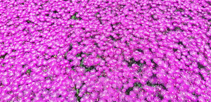 Panorama of violet flower Carpobrotus or Delosperma.