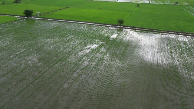4K view of beautiful green rice fields in the suburbs or countryside in the evening when the sun sets.