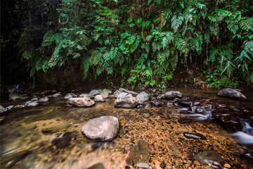 Pristine Mountain Spring. Fresh Waters in a Lush Green Paradise.