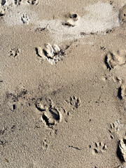 Wild animal tracks on a sandy wild beach. A beach with a pile of rocks and footprints in the sand. The footprints are in a line and the rocks are scattered around the beach.