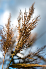 plumes of grass in the wind in autumn
