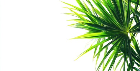 A close-up of vibrant green palm leaves against a white background.