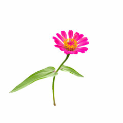 Isolated side view of pink zinnia flowers on a white background. Soft and selective focus.