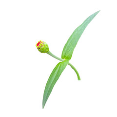Isolated side view of Zinnia flower buds on a white background. Soft and selective focus.