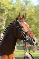 Closeup portrait of a purebred stallion on animal survey show otdoors summertime