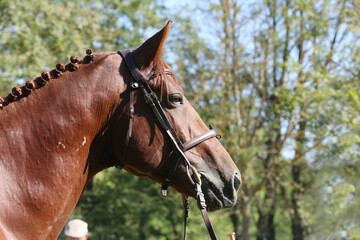 Obraz premium Closeup portrait of a purebred stallion on animal survey show otdoors summertime