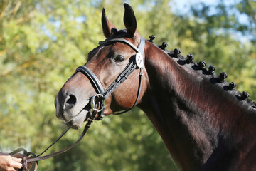 Closeup portrait of a purebred stallion on animal survey show otdoors summertime