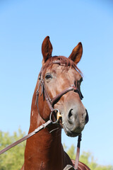 Closeup portrait of a purebred stallion on animal survey show otdoors summertime