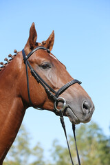 Obraz premium Closeup portrait of a purebred stallion on animal survey show otdoors summertime