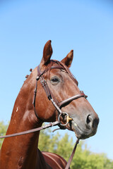 Fototapeta premium Closeup portrait of a purebred stallion on animal survey show otdoors summertime