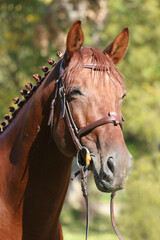 Closeup portrait of a purebred stallion on animal survey show otdoors summertime