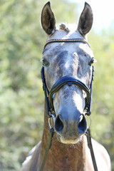 Closeup portrait of a purebred stallion on animal survey show otdoors summertime