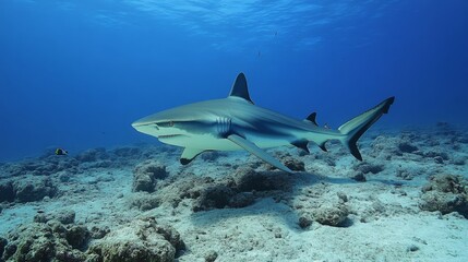 Shark in Clear Ocean Waters
