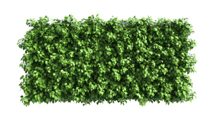 Obraz premium A dense green wall of foliage, ideal for landscaping or decorative purposes.