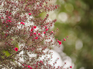 spring photography, beautiful background for posters