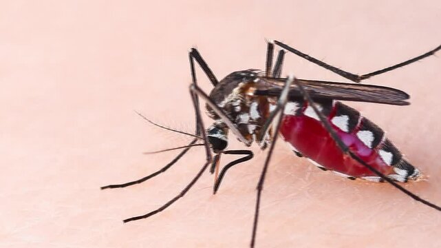 Mosquito Bite in Macro Shot.
