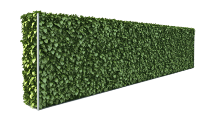 A vertical wall covered in lush green leaves, serving as a decorative privacy screen.