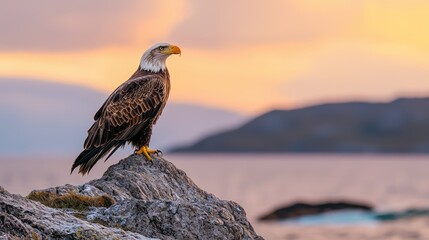Fototapeta premium A majestic eagle perched on a rocky outcrop, silhouetted against a colorful sunset over the ocean.