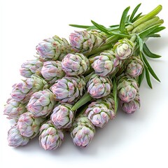 Obraz premium Pink and Green Bleeding Heart Flower Buds Bouquet Isolated on White Background