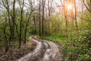 A winding dirt road through a lush deciduous forest in spring, captured after a rain. The wet path adds texture, with fresh greenery and tall trees surrounding the serene nature scene