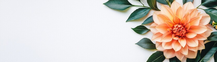Beautiful orange flower with green leaves on white background