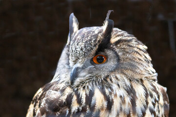 Portrait d'un hibou grand-duc de face