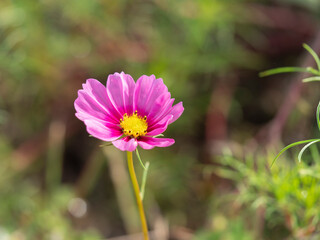 Fototapeta premium 明日香村に咲く秋桜の花