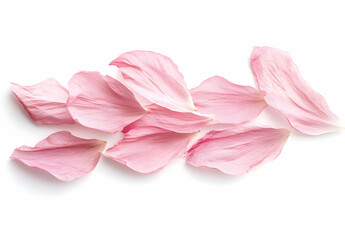 Delicate Pink Petals on White Background.