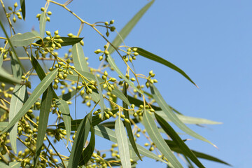 Flower buds of an eucalyptus tree in October