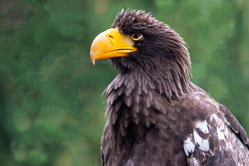 Portrait d'un pygargue à queue blanche, également connu sous le nom de grand aigle de mer