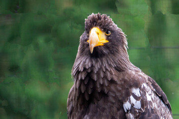 Portrait d'un pygargue à queue blanche, également connu sous le nom de grand aigle de mer