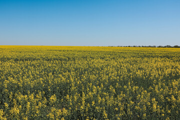 Vibrant yellow fields of rapeseed stretch across the landscape in Odessa Ukraine under a clear blue sky during springtime