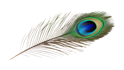 Peacock feather transparent background